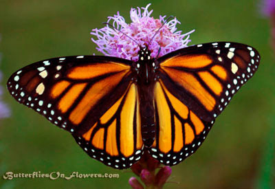 Monarch Butterfly on Liatris