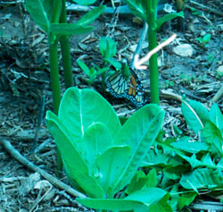 monarch butterfly laying eggs on common milkweed