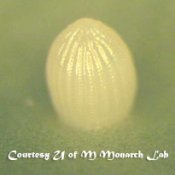 monarch egg magnified