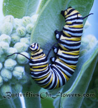 5th instar monarch caterpillar on common milkweed