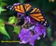 small Male Monarch Butterfly on Garden Phlox