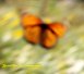  A monarch butterfly flutters across the butterfly garden creating the look of an abstract painting.  