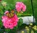  Female Monarch Butterfly with wings spread on Pink Geranium by White Dog