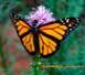 Male Monarch Butterfly on Dense Blazingstar (Liatris spicata)