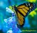 Monarch Butterfly on Obedient Plant Showing One Wing 