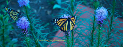 Monarch Butterflies in the butterfly garden