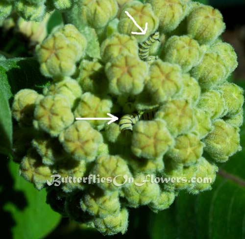 photo of Monarch caterpillars hiding inside common milkweed buds