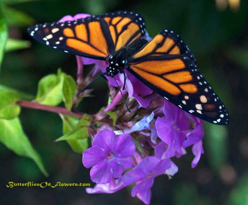 Monarch Butterfly on liatris photo