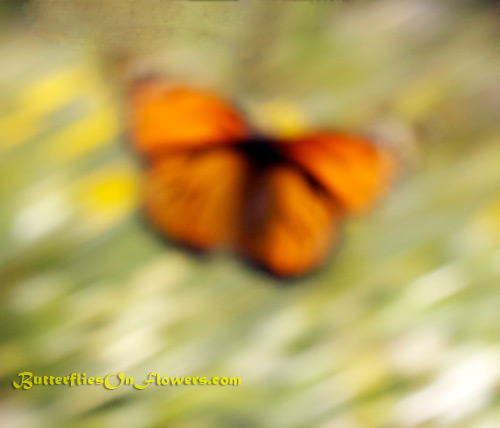 A monarch butterfly takes off from a flower leaving a picture that looks more like an abstract butterfly painting.