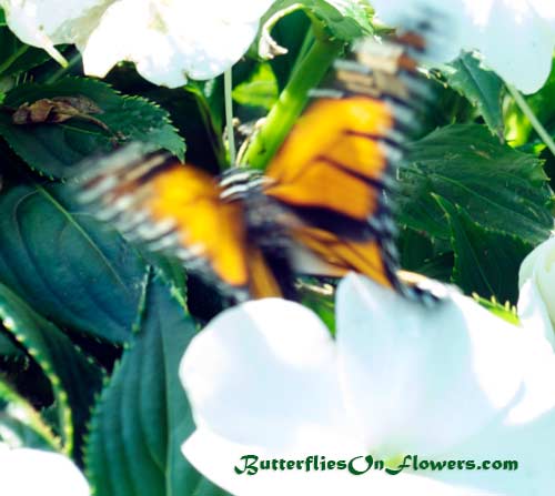 Monarch Butterfly in motion on white flowers picture