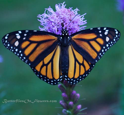 Picture of a brilliant female monarch butterfly showing off her wings on Liatris spicata