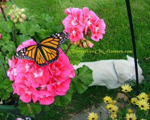 Picture of female monarch butterfly spreading her wings on a pink geranium.
