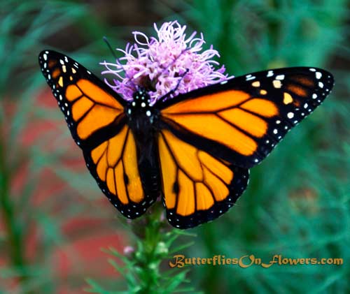 Male Monarch Butterfly on Dense Blazingstar