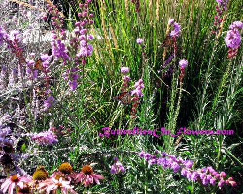 picture of Monarch Butterflies enjoying butterfly magnet Liatris ligulistylis 