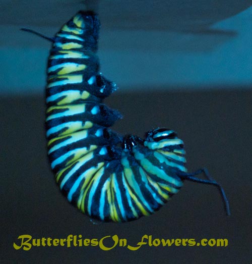 Monarch caterpillar hangs upside down before shedding his final skin picture.