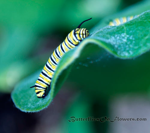 a monarch caterpillar picture showing the larva hanging down the tip of a droopy milkweed leaf.