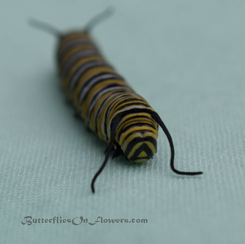 a monarch caterpillar appears sad as his milkweed search turns up empty.