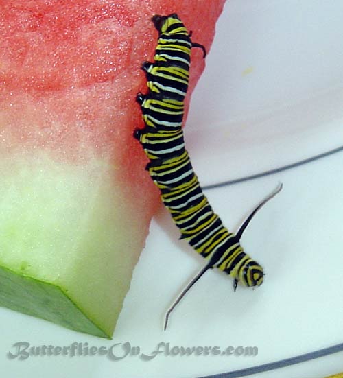 Photo of monarch caterpillar escaping a juicy piece of watermelon