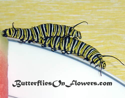 2 monarch caterpillars ride piggyback