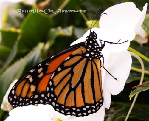 Monarch Butterfly with closed wings on white flowers picture