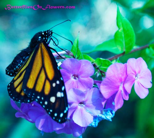 picture of Monarch Butterfly showing head, thorax, and abdomen on Garden Phlox