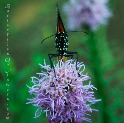 The head of a monarch butterfly resting on garden phlox picture