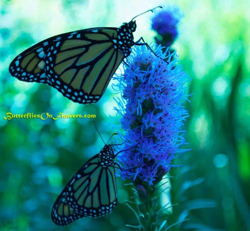 photo of Monarch Butterflies Sharing Dense Blazingstar Plant