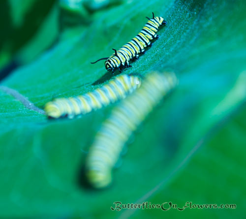 picture of three monarch caterpillars crawling across milkweed
