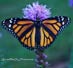 A female monarch butterfly shows off her gorgeous wings on Liatris spicata