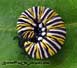 A Monarch Caterpillar curls up without a good book.