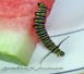 A monarch caterpillar rejects a juicy piece of watermelon in search of his favorite weed.