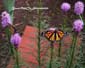 Monarch Butterflies and Bumble Bee on Liatris