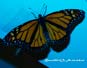 2 Monarch Butterflies on the Kitchen Ceiling 