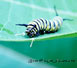 monarch caterpillar or two-headed monster? You decide...