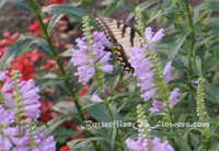 Butterfly garden with tiger swallowtail