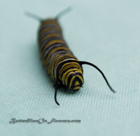 monarch caterpillar on a green background