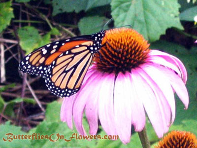 Monarch Butterfly on Purple Coneflower