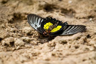 dead butterfly lying upside down