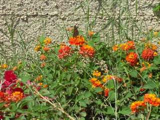 Desert Butterfly on Lantana