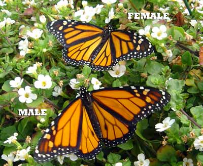 Two open-winged monarch butterflies on white flowers