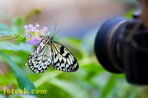 Monarch Butterfly on liatris