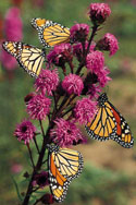 Monarch Butterflies on Liatris ligulistylis