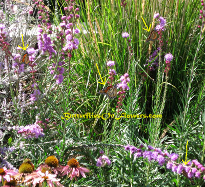 Monarch Butterflies on Liatris Ligulistylis