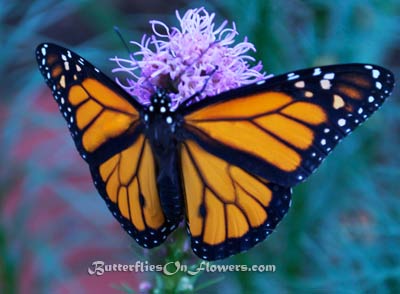 Male Monarch Butterfly open-winged on Liatris
