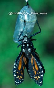 newly hatched monarch butterfly front view