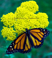 monarch butterfly on yellow yarrow