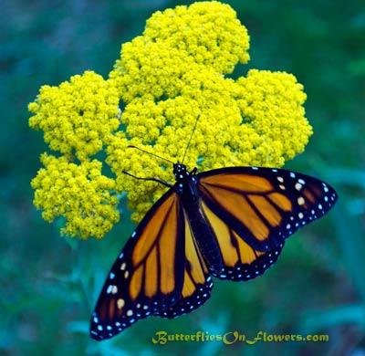 Monarch Butterfly on Yellow Yarrow