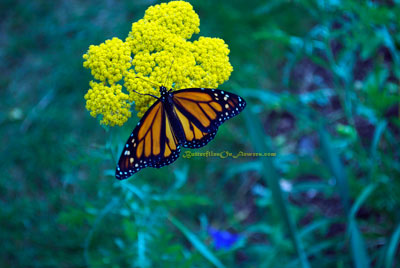 Monarch Butterfly on Yellow Yarrow