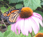 a popular butterfly nectar plant
