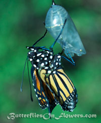 newly hatched monarch butterfly with crinkled wings